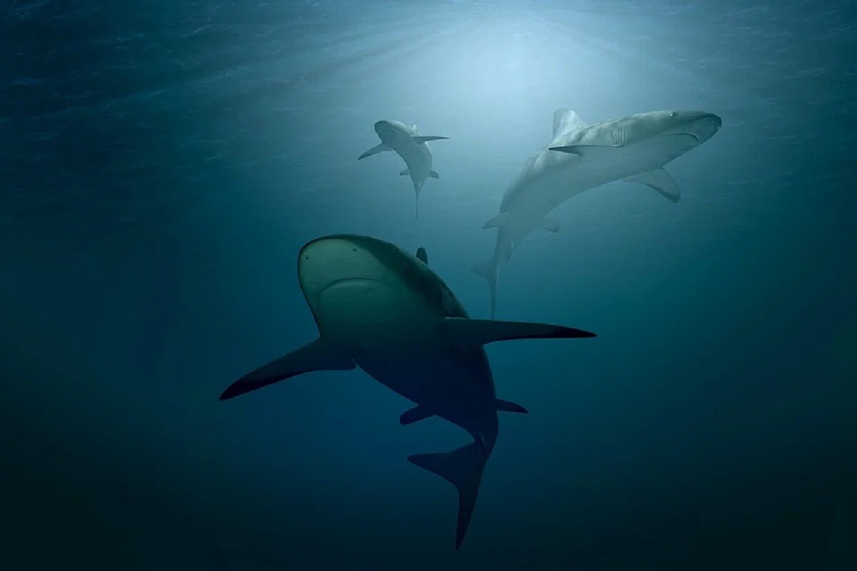, Environment, History, Dinosaur, Shark, Fossil, Fins, Eagle Shark