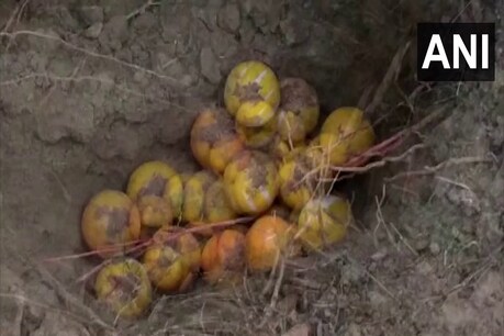 पश्चिम बंगाल के मालदा से 16 बम बरामद किए गए. (ANI/4 March 2021)