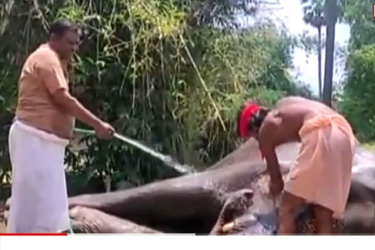 फिल्मों से कम नहीं बिहार के हाथी काका की कहानी, बेटा नालायक निकला तो दो  हाथियों के नाम लिख दी 5 करोड़ की संपत्ति हाथियों की सेवा करते बिहार ...