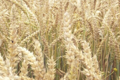नॉर्मन बोरलॉग की किस्म से गेहूं (Wheat Crop) के उत्पादन में क्रांतिकारी बढ़ोत्तरी होना चमत्कार से कम नहीं था. (फाइल फोटो)