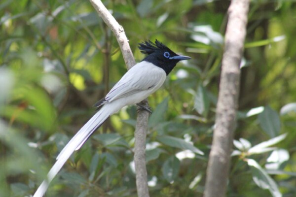 कॉर्बेट टाइगर रिजर्व में रहते हैं 400 से ज्यादा प्रजातियों के खूबसूरत परिंदें, देखें तस्वीर