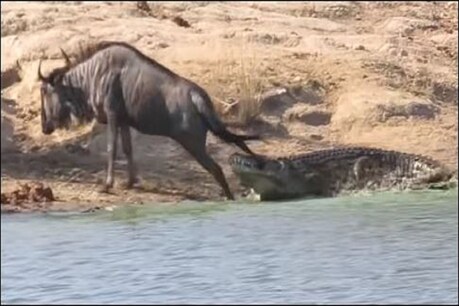 फोटो सौ. (यूट्यूब- Lowveld Media)