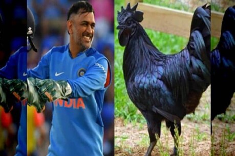 दूध, फल और सब्जियों के बाद अब धोनी कड़कनाथ मुर्गा रांची के बाजार में उतारने को तैयार हैं.