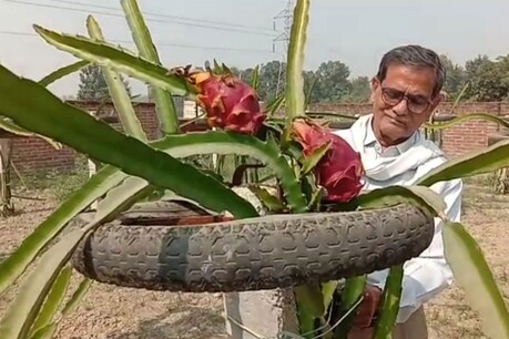 प्रदेश के किसानों की किस्मत बदलेगा ड्रेगन फ्रूट, एक बार लागत और 30 साल तक कमाई
