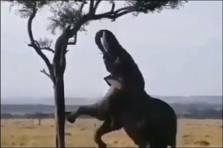 फाइल फोटो.