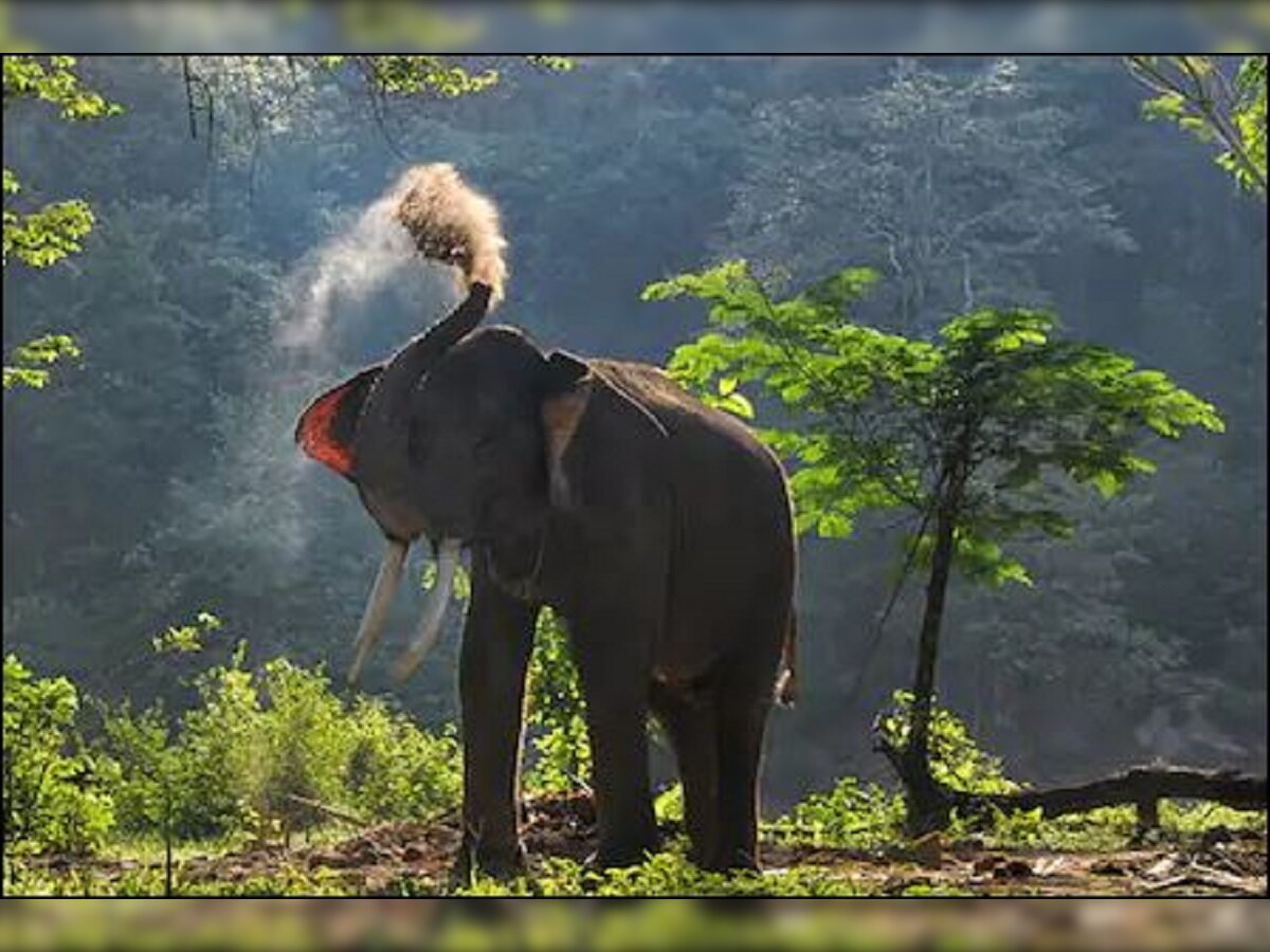 अम र क क इस जगह म द गई थ ह थ क फ स वजह ज नकर रह ज ए ग द ग Elephant Was Hanged In America You Will Be Shocked After Knowing The Reason Nodtg News18 Hindi