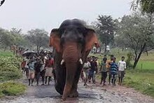 रांची के कांके में हाथी का तांडव, युवक को किया घायल, घरों को पहुंचाया नुकसान
