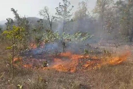 जमशेदपुर का कालियाबेड़ा जंगल पिछले 4 दिनों से धधक रहा है.