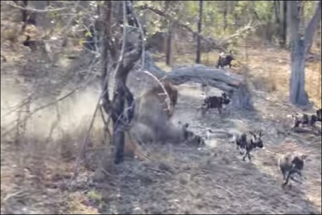 फोटो सौ. (यूट्यूूब- Kruger Sightings)