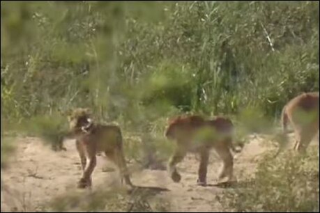 फोटोॉ सौ. (यूट्यूब- Kruger Sightings)