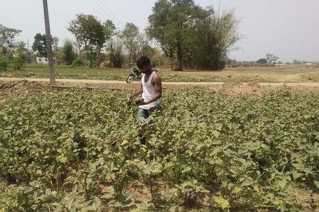 झारखंड के किसान सब्जी का उचित दाम नहीं मिलने से परेशान हैं.