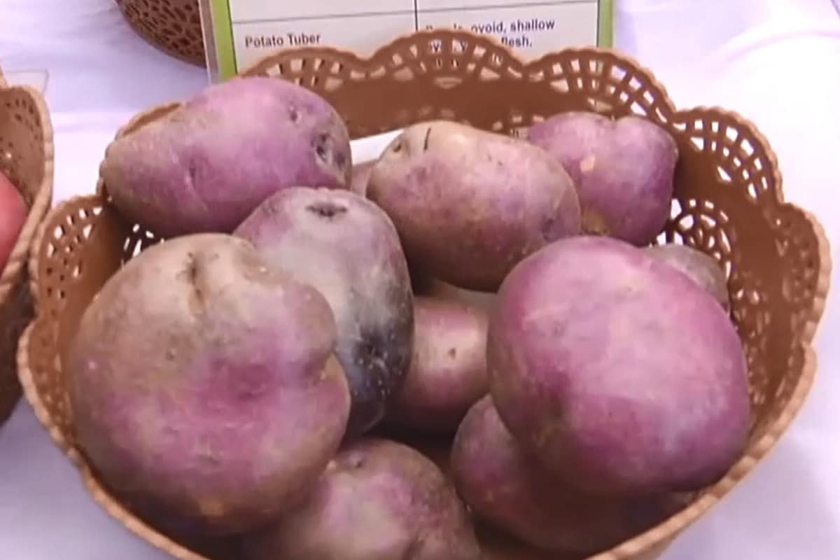 neelkanth potato