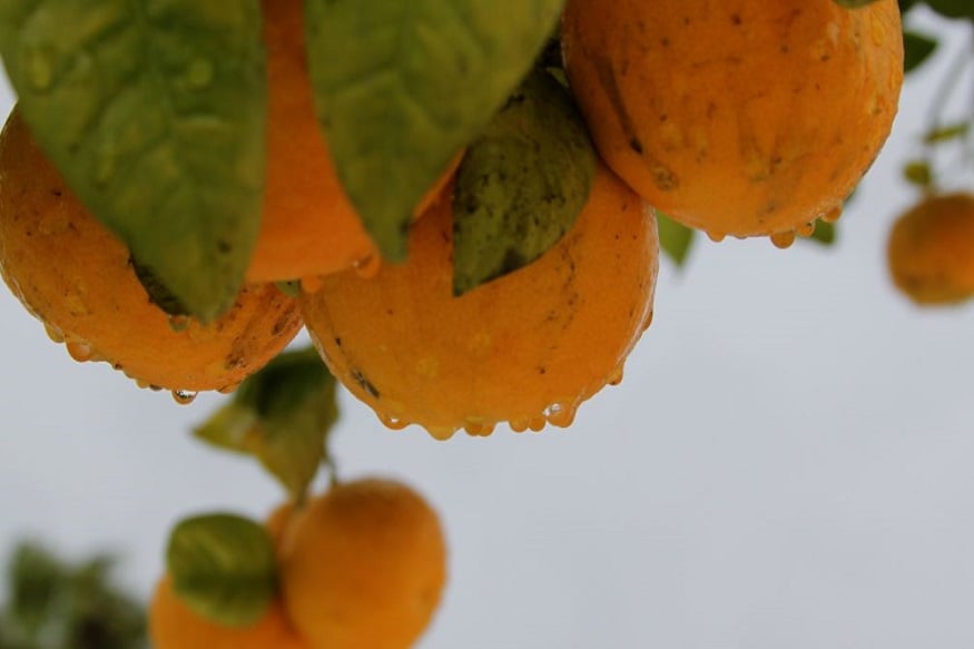 Seville orange
