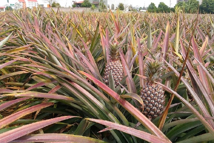 taiwan and china pineapple