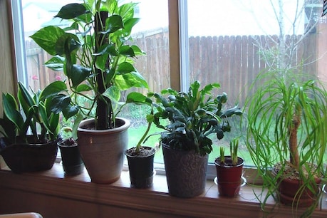 Indoor plants can easily be found in any good nursery at a very low price.