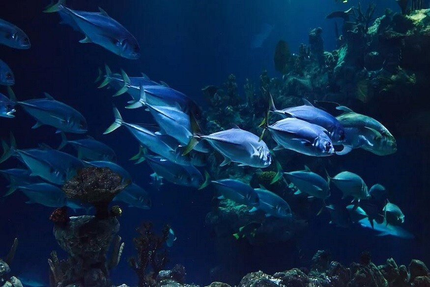 blue economy