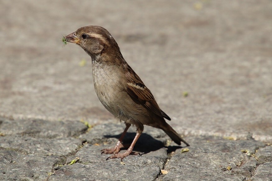 world sparrow day