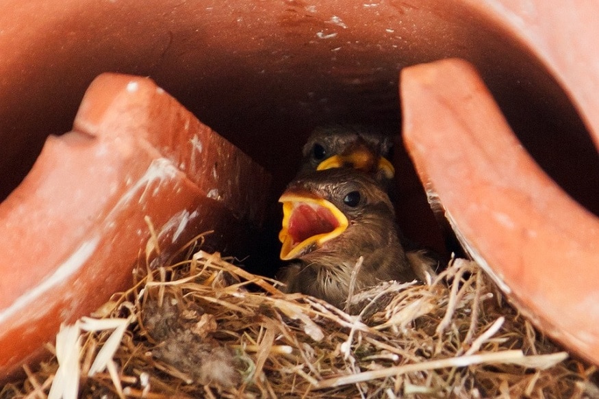 world sparrow day