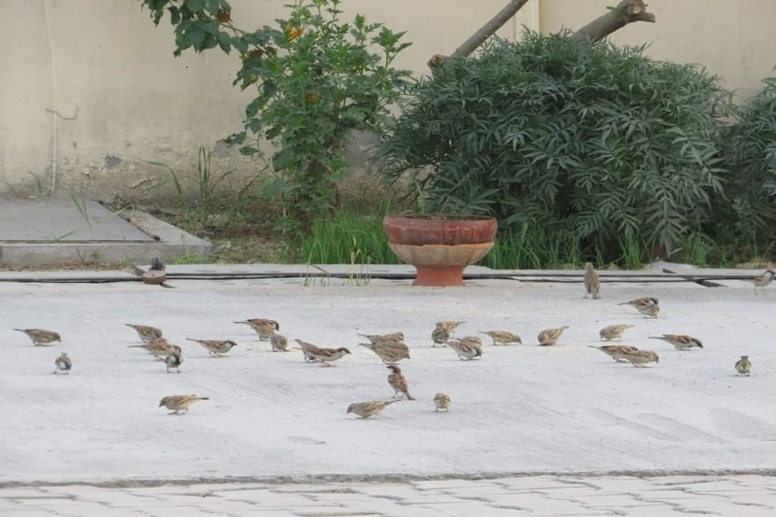 world sparrow day 2021, विश्व गौरैया दिवस, गौरैया