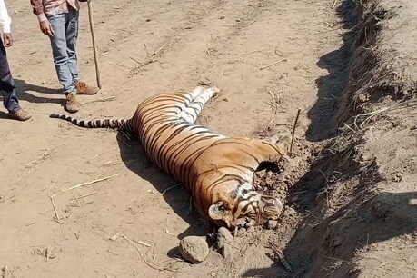 शिकारियों के फंदे में फंसकर बाघ की मौत