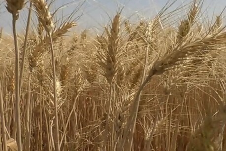 वन डिस्ट्रिक्ट वन प्रोडक्ट के तहत हरदा के मैदे के प्रमोशन मिला है.