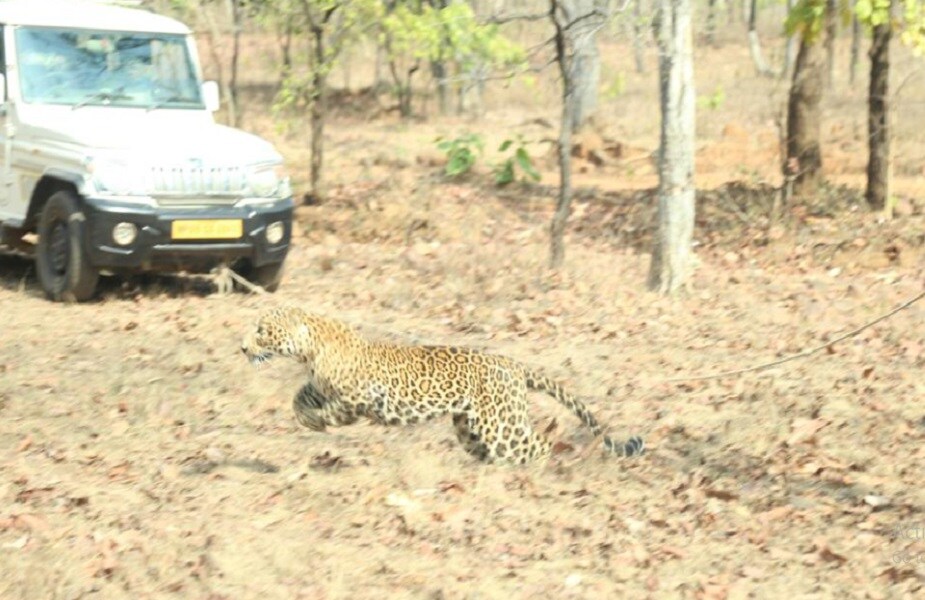 BHOPAL, Leopard