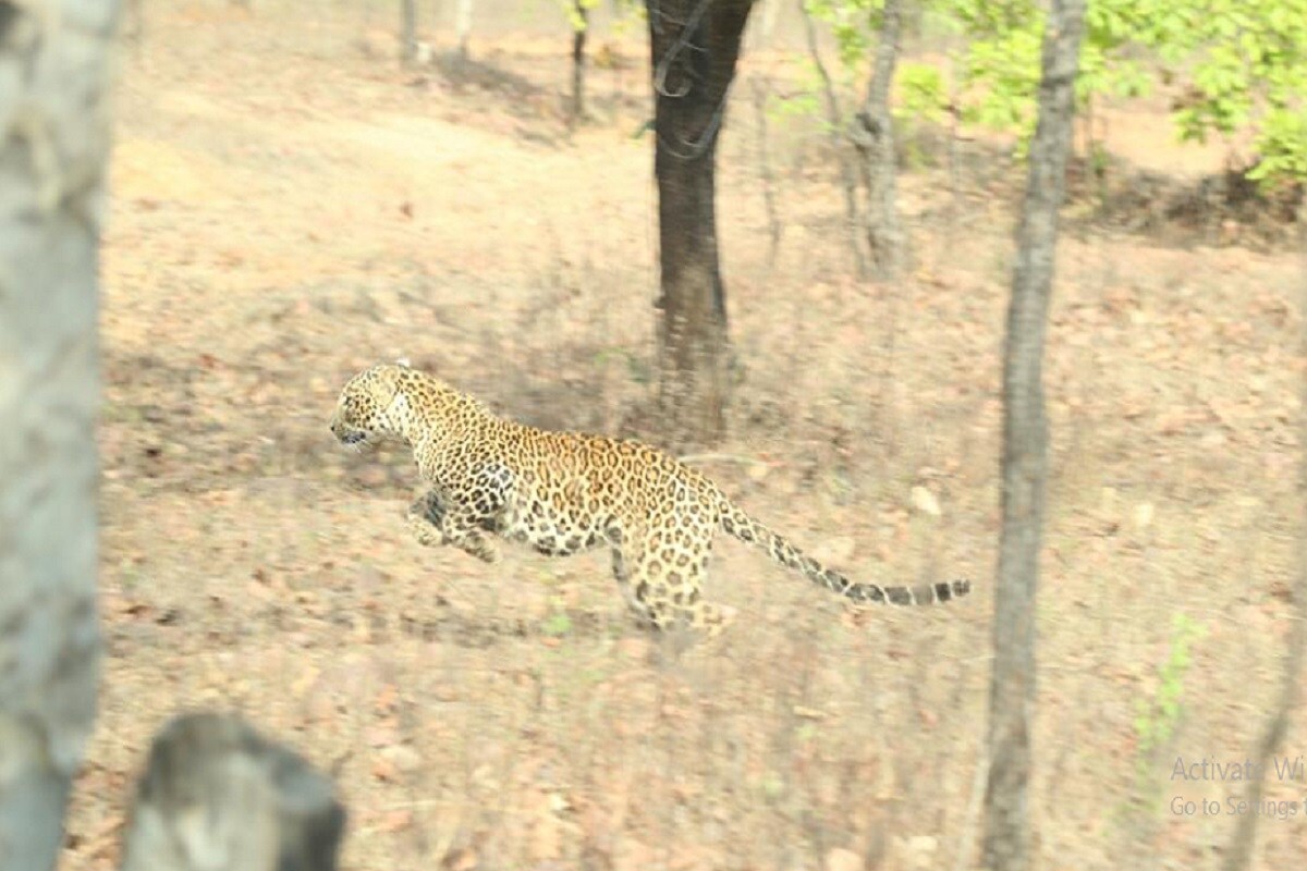 BHOPAL, Leopard