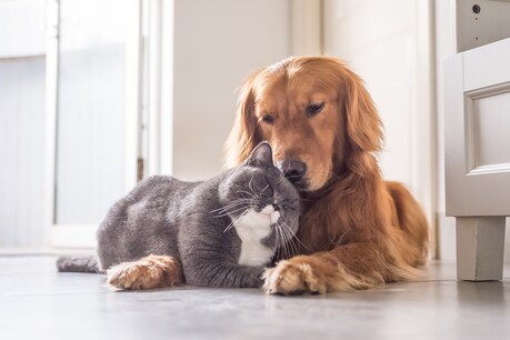 वैज्ञानिकों का कहना है कि जानवरों की इस वैक्सीन (Animal Vaccine) ने वायरस का म्यूटेशन रुकेगा. (प्रतीकात्मक तस्वीर: shutterstock)