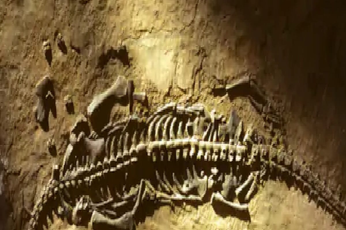 Environment, Dinosaurs, Japan, Fossil, Palaeontology, History of Earth, Hadrosaur, duckbill Dinosaur