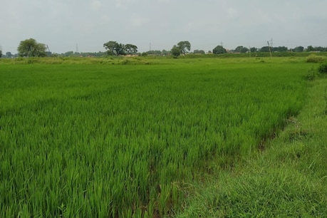 छत्तीसगढ़ के कृषि वैज्ञानिकों ने चावल की एक खास किस्म तैयार की है, जो कोरोना से बचाएगी.