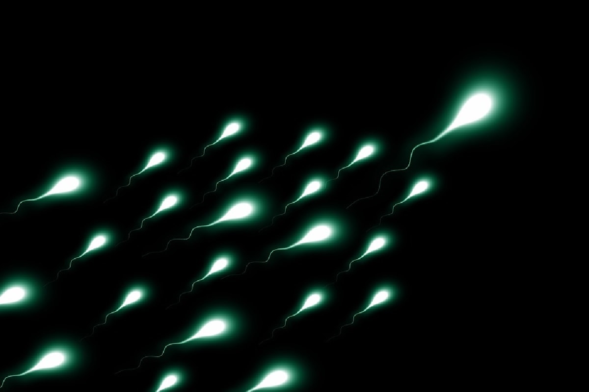 , Health, humans, sperm counts, Animals, Reproductive capacity, fertility, Male Human, Chemicals, Foetal Stage,