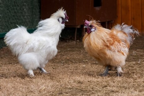 Latest chicken rate
