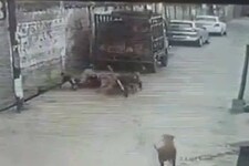 अलीगढ़ में 12 कुत्तों ने मासूम बच्ची पर किया हमला, गंभीर रूप से हुई जख्मी