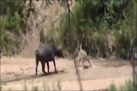 फाइल फोटो.