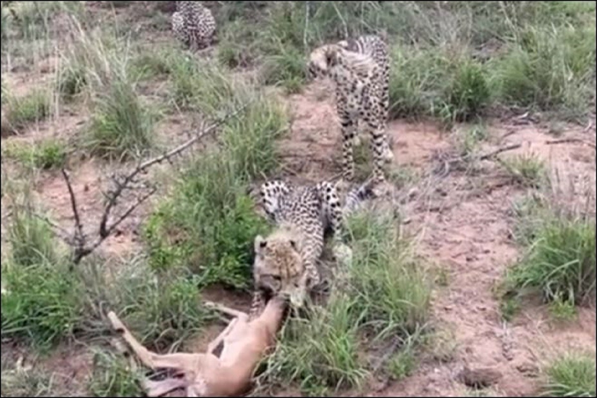 चीता को देखकर हिरण ने जान बचाने के लिए बनाया ऐसा बहाना, Video देख रह जाएंगे दंग