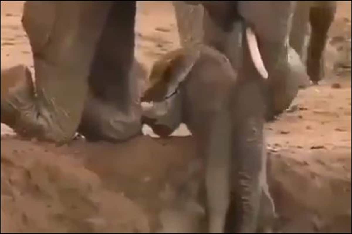 गड्ढे में फंस गया हाथी का बच्चा, Video देखें मां ने कैसे निकाला अपना लाल