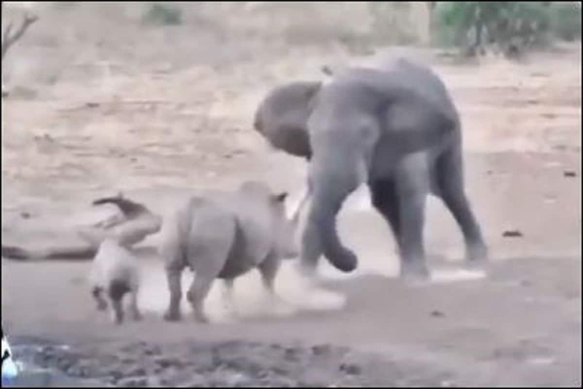 गैंडे और उसके बच्चे पर आ गया हाथी को गुस्सा, Video देखें फिर गजराज ने किया क्या