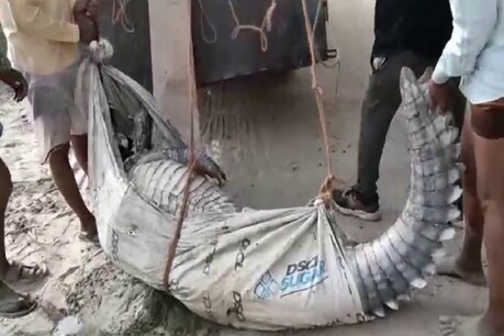 इटाव में 150 किलो वजन का 9 फुट लंबा मगरमच्छ मृत पाया गया है.