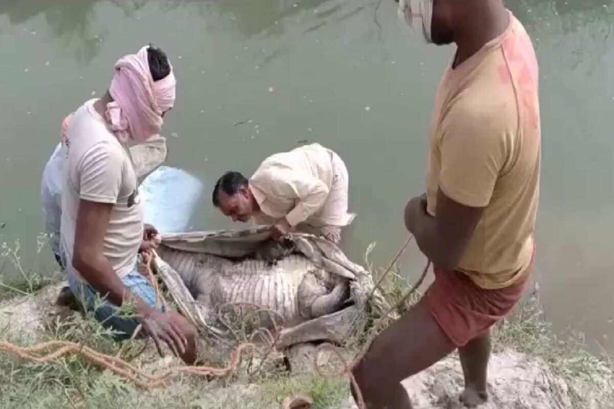 etawah croc1