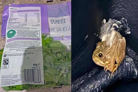 मिशेल एडकॉक (Michelle Adcock) ने टेस्को (Tesco) से सलाद का पैकेट ख़रीदा था जिससे जिंदा मेंढक निकला