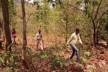 जंगल में बाघ की आहट से सहमे ग्रामीण, बैल के शिकार से कई गांव में दहशत