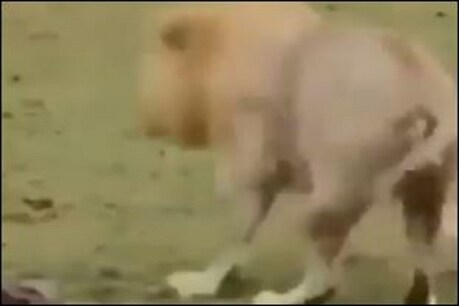 फाइल फोटो.