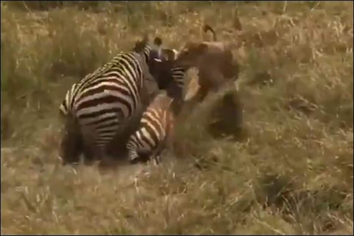 अपने बच्चे की खातिर कैसे शेर से भिड़ गई जेबरा की मां, Video में देखें फिर क्या हुआ