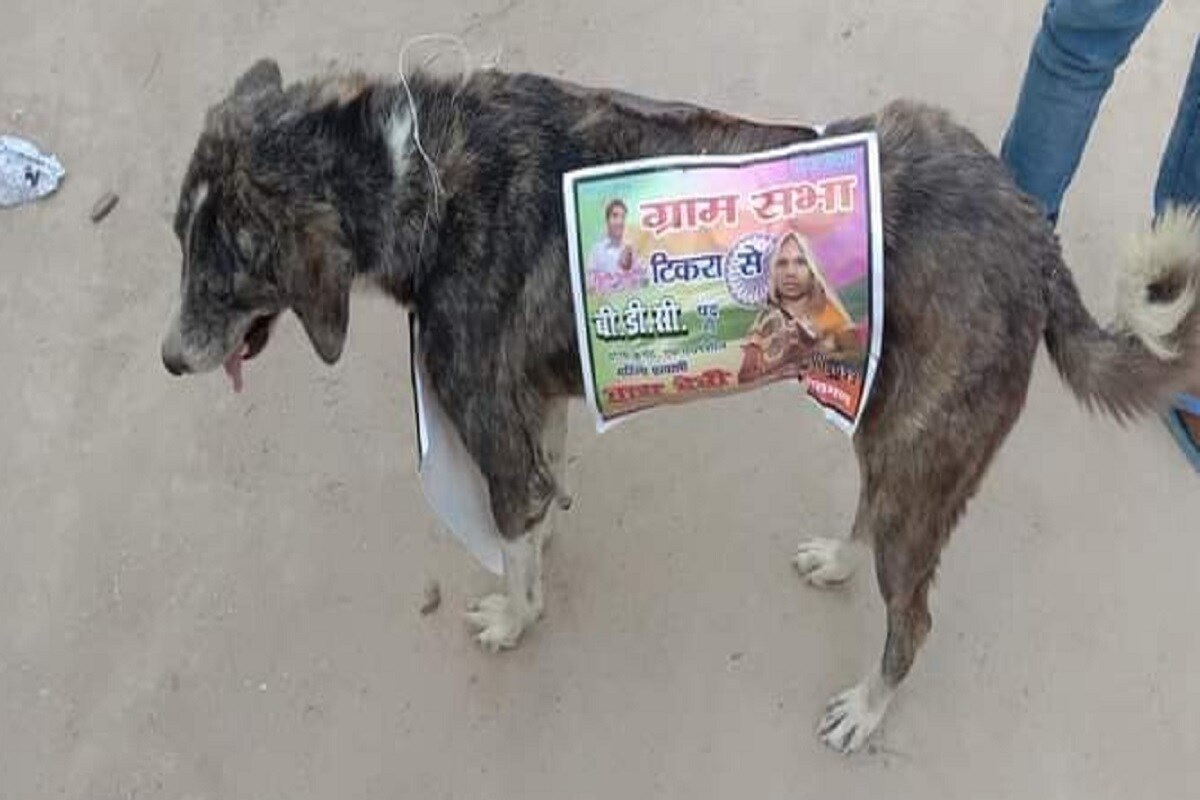 mainpuri dog