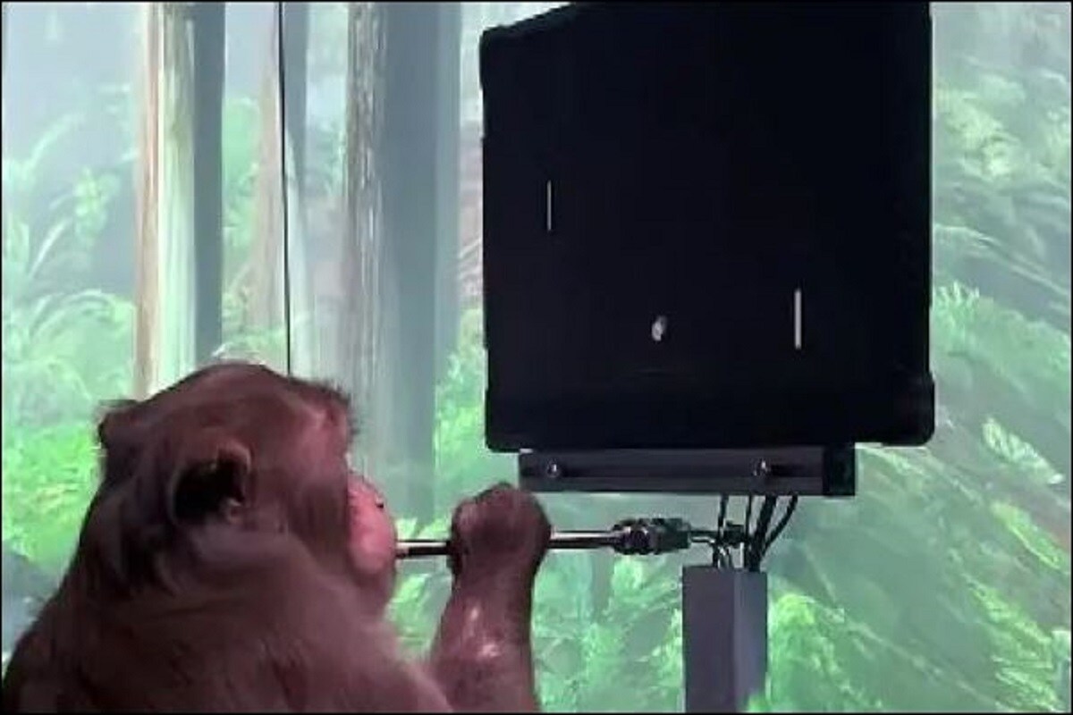 Video: एलन मस्क की तकनीक का असर, इंसानों के जैसे बंदर खेलने लगा वीडियो गेम