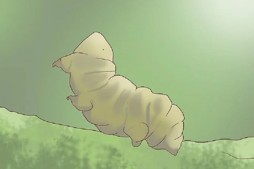 tardigrade Mars