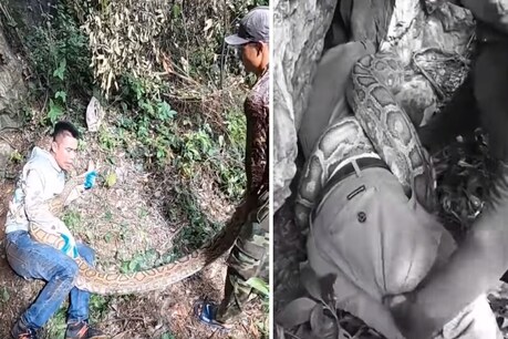 विशाल अजगर के चंगुल से शख्स की जान बचाई
