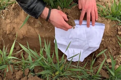 Di Swiss, pemerintah meminta setiap petani untuk mengubur dua pakaian dalam di tanah 