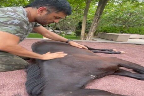 MS DHONI Horse Massage: एमएस धोनी ने की घोड़े की मसाज