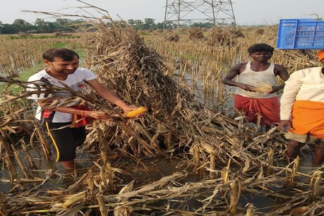 बिहार के मुजफ्फरपुर में यास के कारण तबाह हुई मक्के की फसल